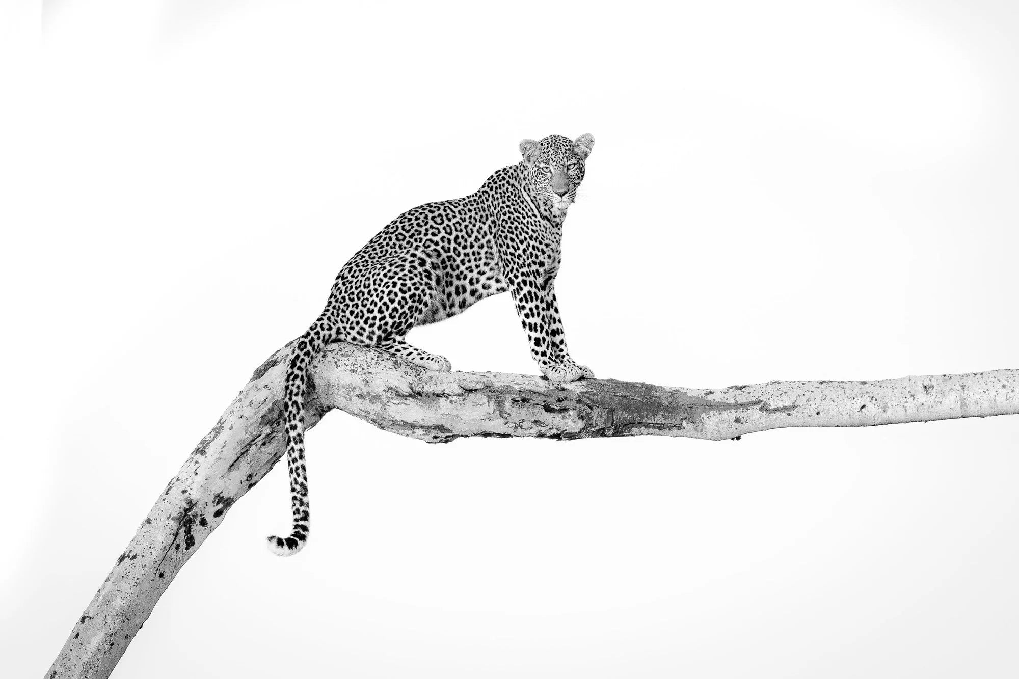 How the Leopard Got His Spots – Segera Conservancy, Kenya, 2025