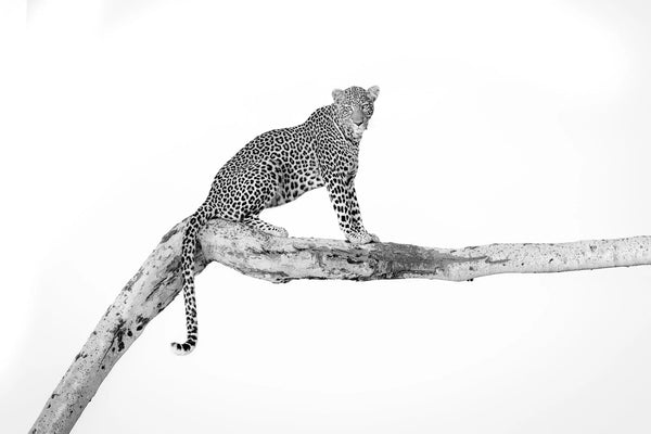 How the Leopard Got His Spots - Segera Conservancy, Kenya, 2025