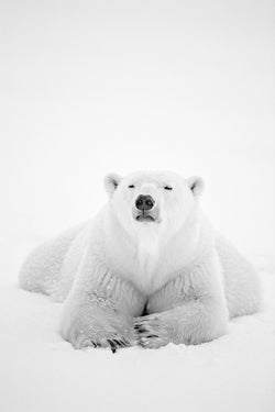 Arctic Nomad, Manitoba, Canada, 1996 – Limited Edition Print by Paul Nicklen – Limited Edition Print.
