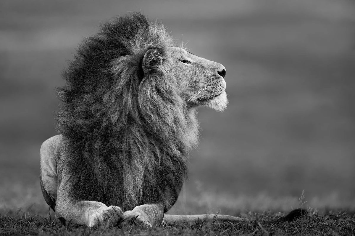  by Iconic Images – Limited Edition Print.