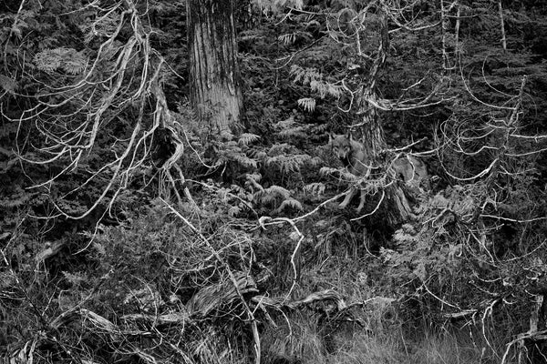 Beyond the Shadows, British Columbia, Canada, 2020 – Limited Edition Print