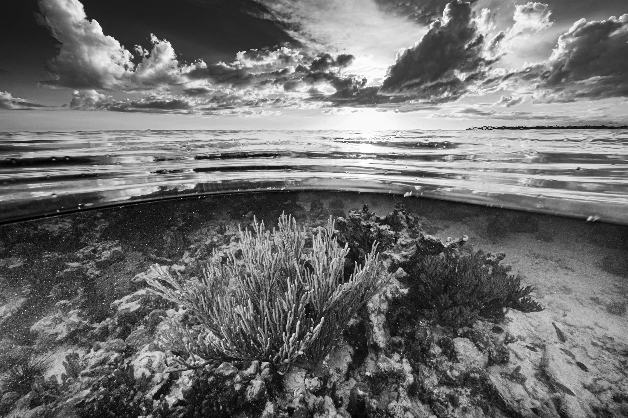 Sea Garden – Cuba, 2018