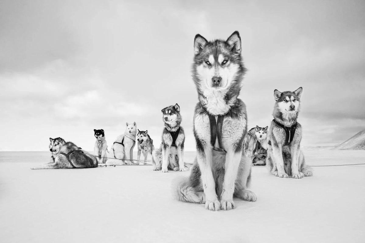  by Iconic Images – Limited Edition Print.
