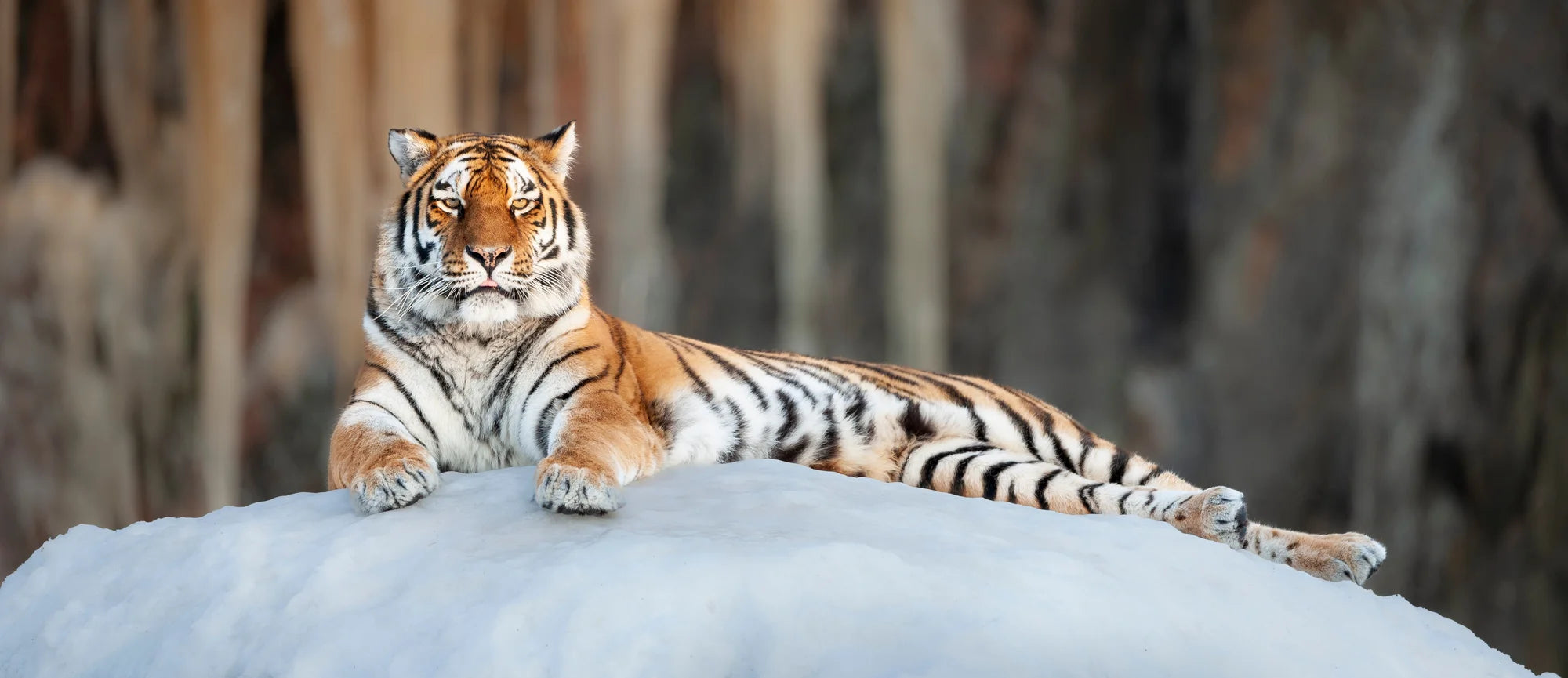 Nature's Greatest Masterpiece – Limited Edition Print