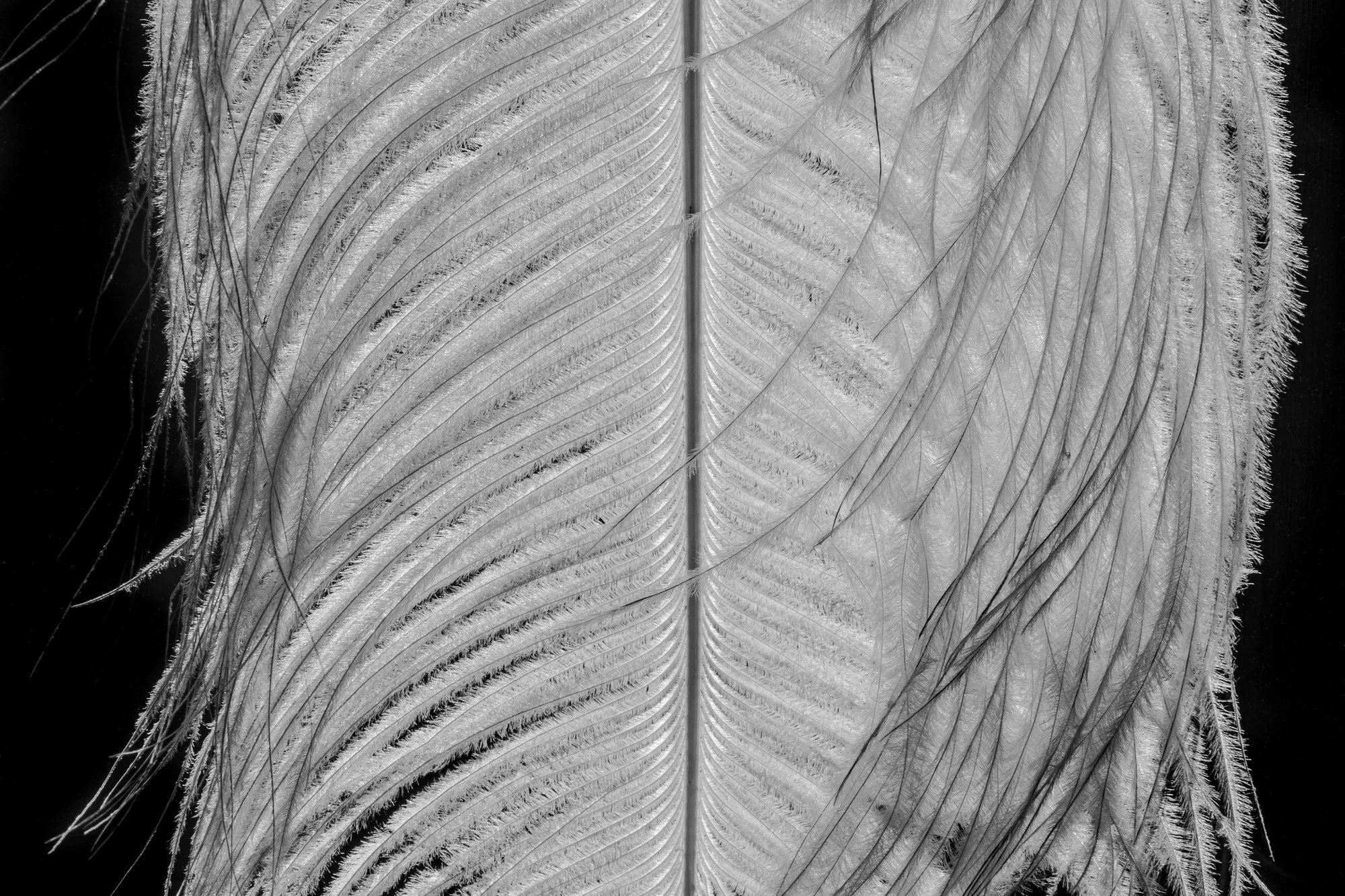 Fancy Tickle – Limited Edition Print