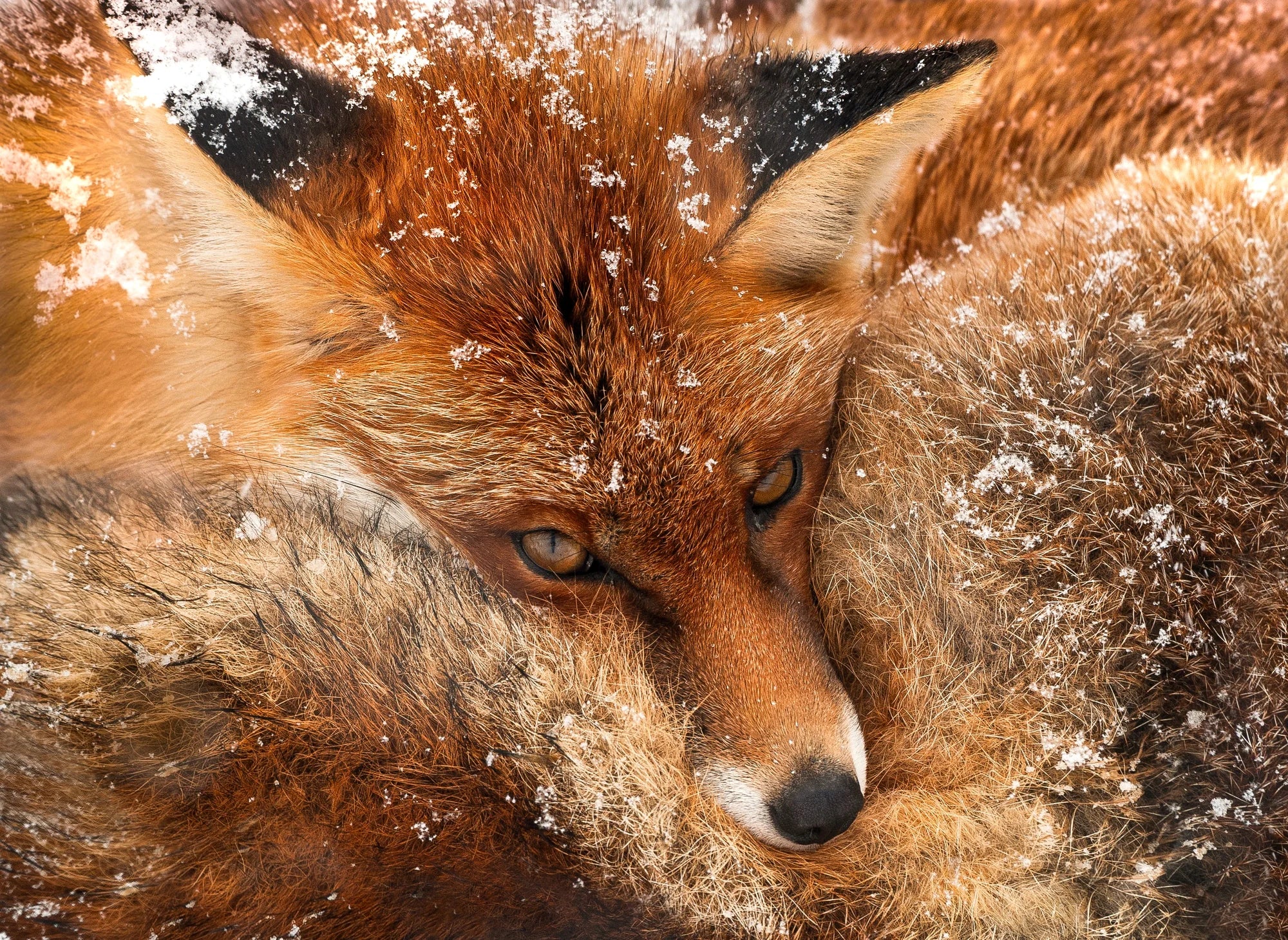 Snowflakes on Fire – Limited Edition Print