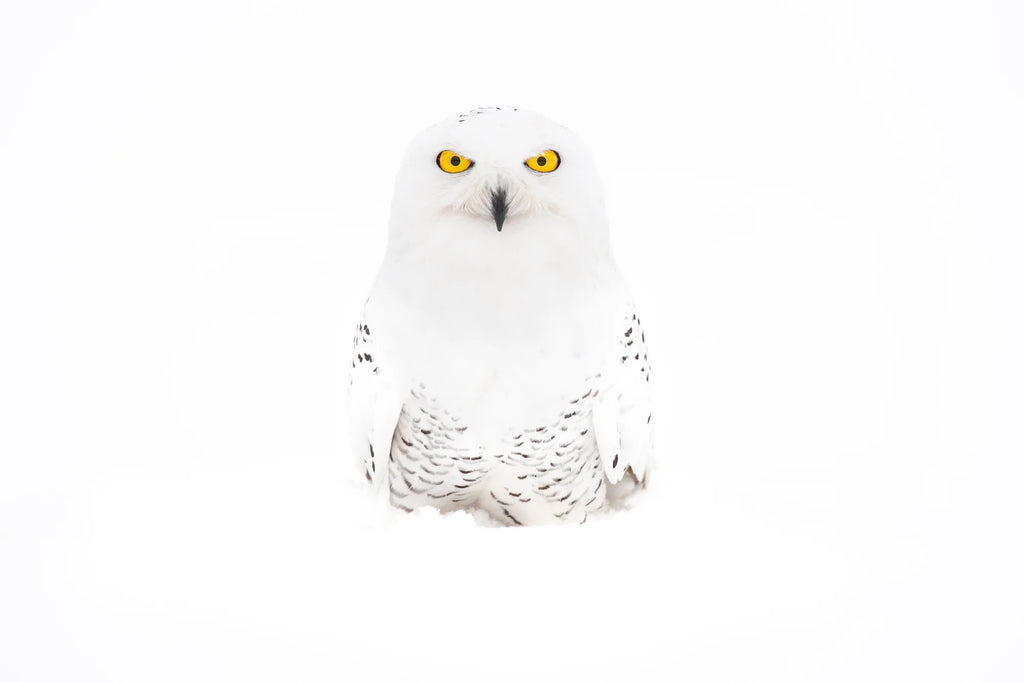 Bette Davis – Limited Edition Print by Chris Packham – Limited Edition Print.