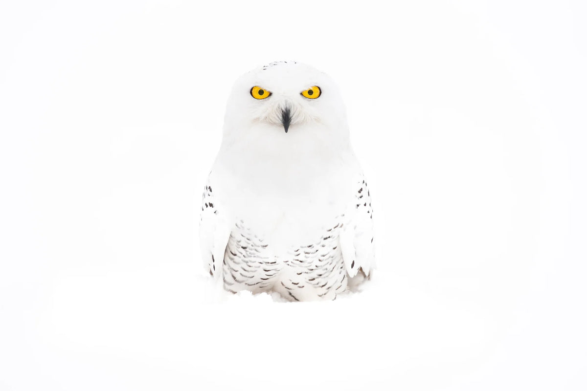  by Iconic Images – Limited Edition Print.