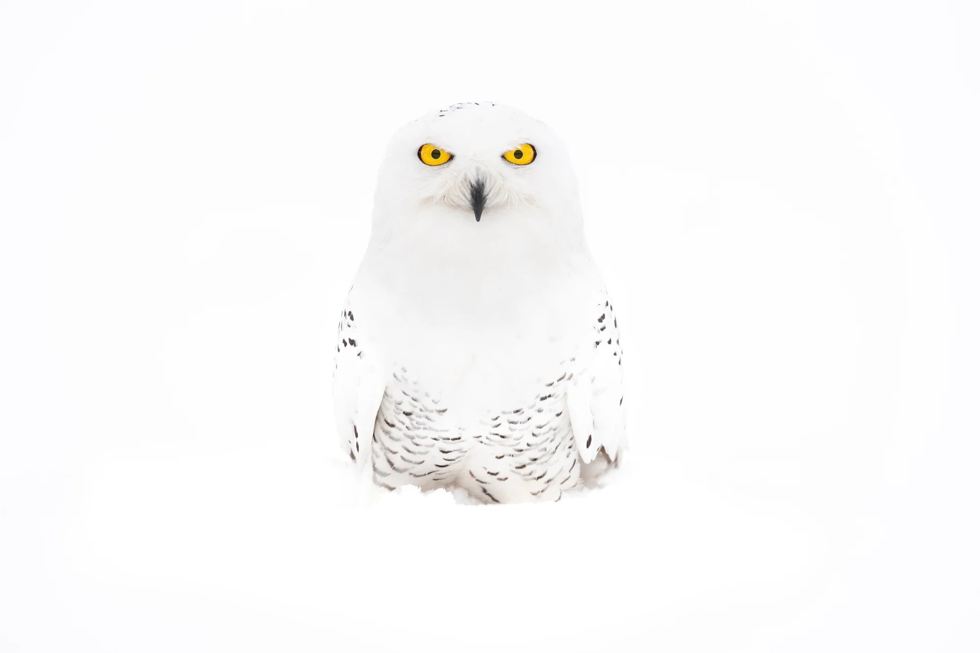 Bette Davis – Limited Edition Print