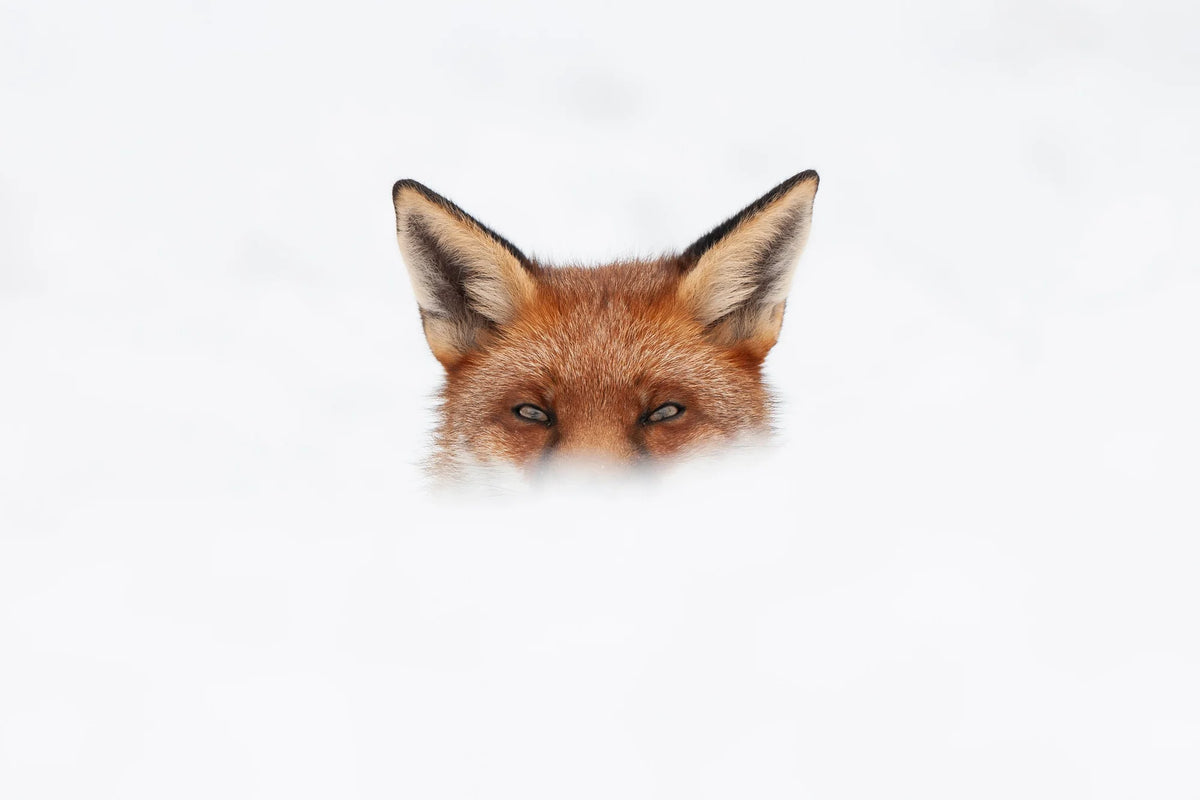 You Ain't See Me by Chris Packham – Limited Edition Print.