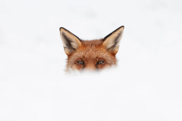 You Ain't See Me – Limited Edition Print