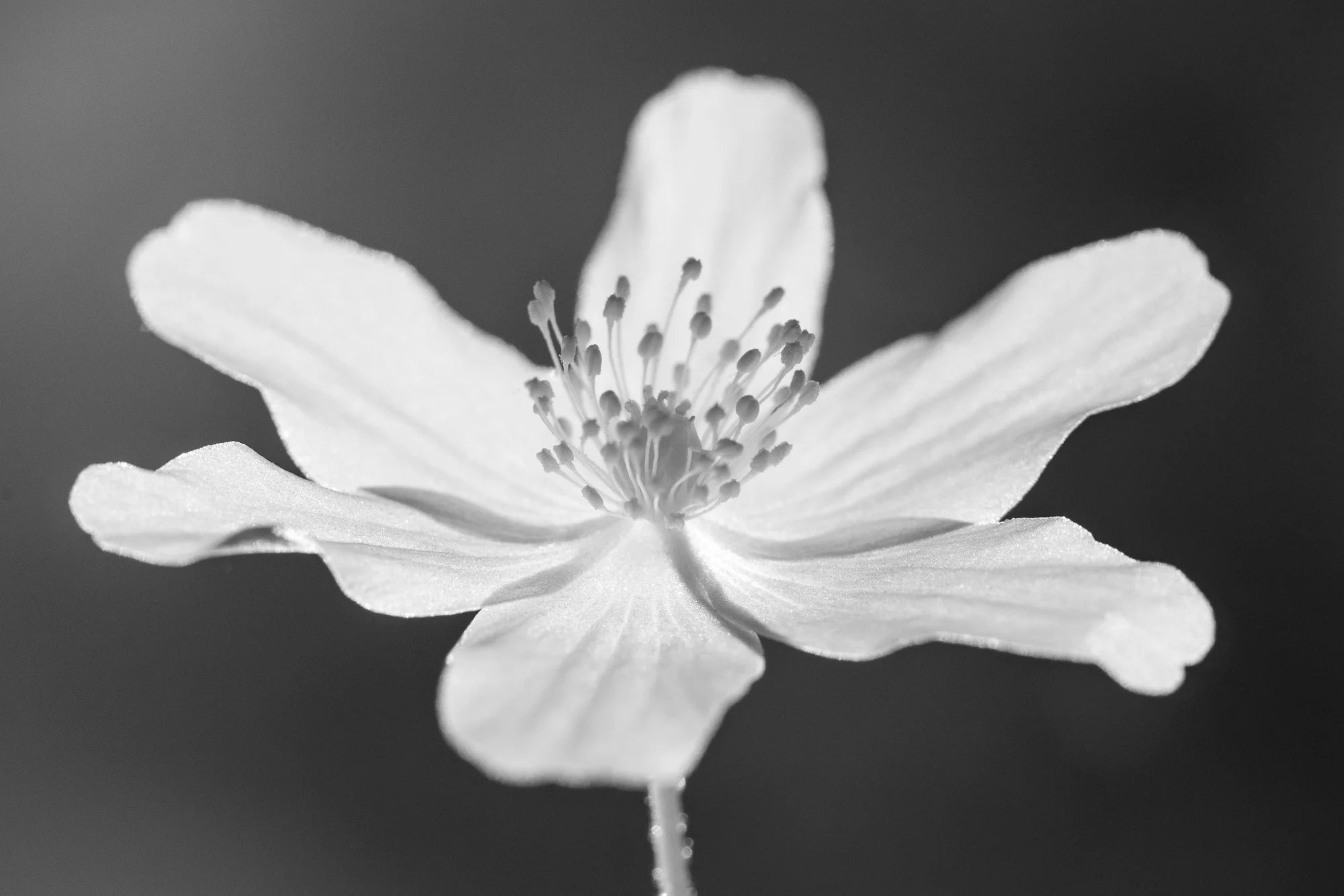 Windflower – Limited Edition Print