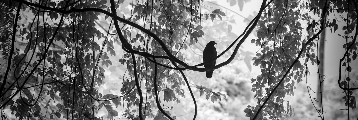 Killer in Repose by Chris Packham – Limited Edition Print.