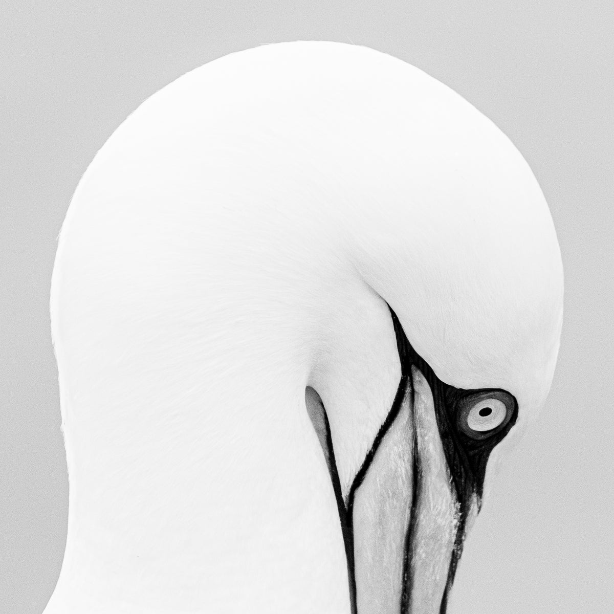 Grace Kelly by Chris Packham – Limited Edition Print.