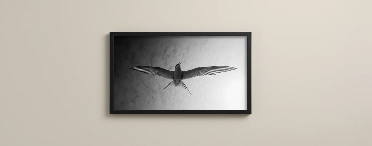 Audrey Hepburn by Chris Packham – Limited Edition Print.
