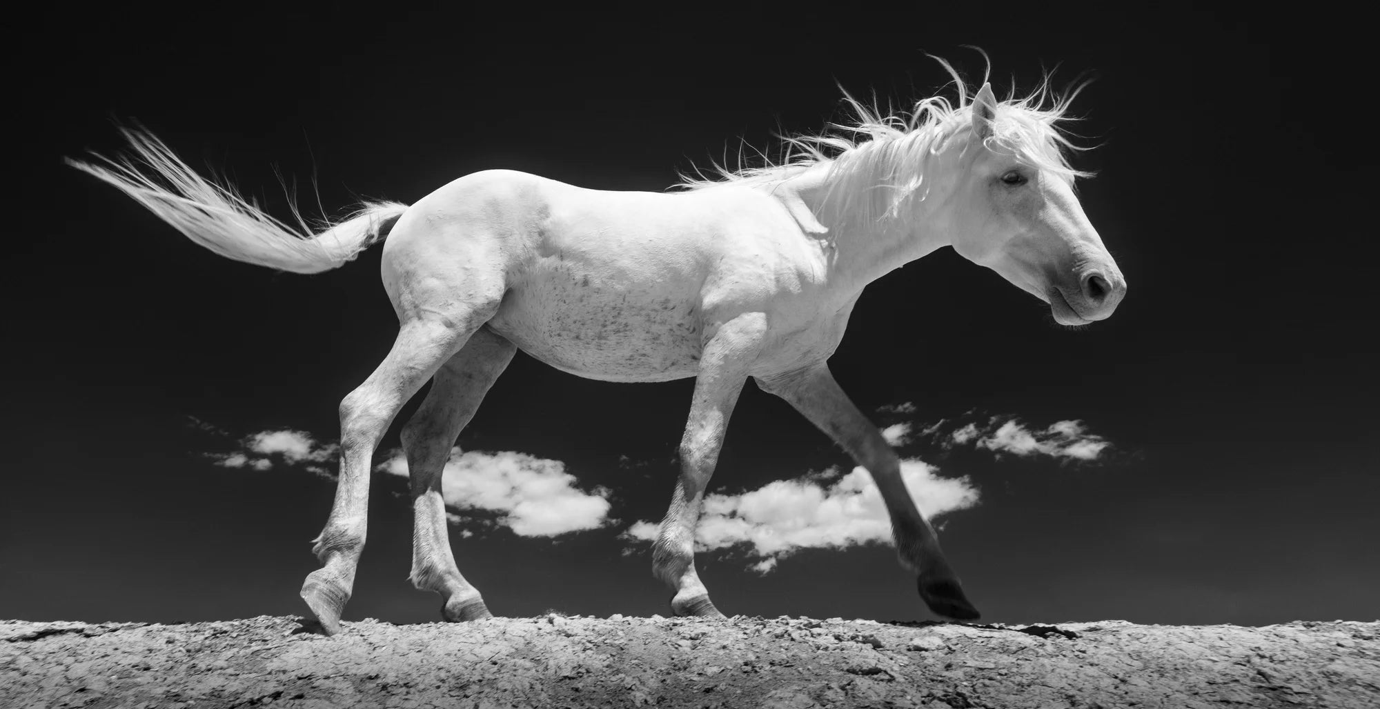 Skydancer – Limited Edition Print