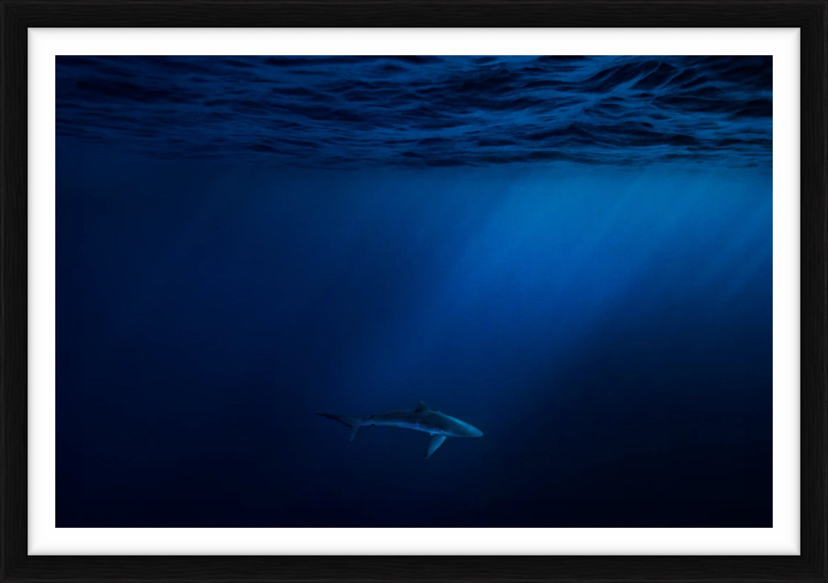  by Iconic Images – Limited Edition Print.