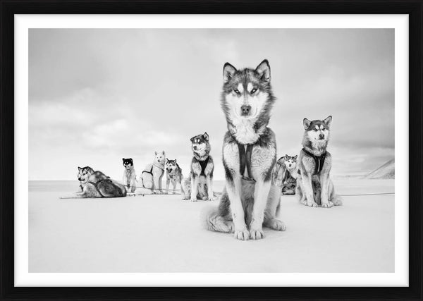 Big Shot - Qaanaaq, Greenland, 2015 — Limited Edition Print, framed - Cristina Mittermeier