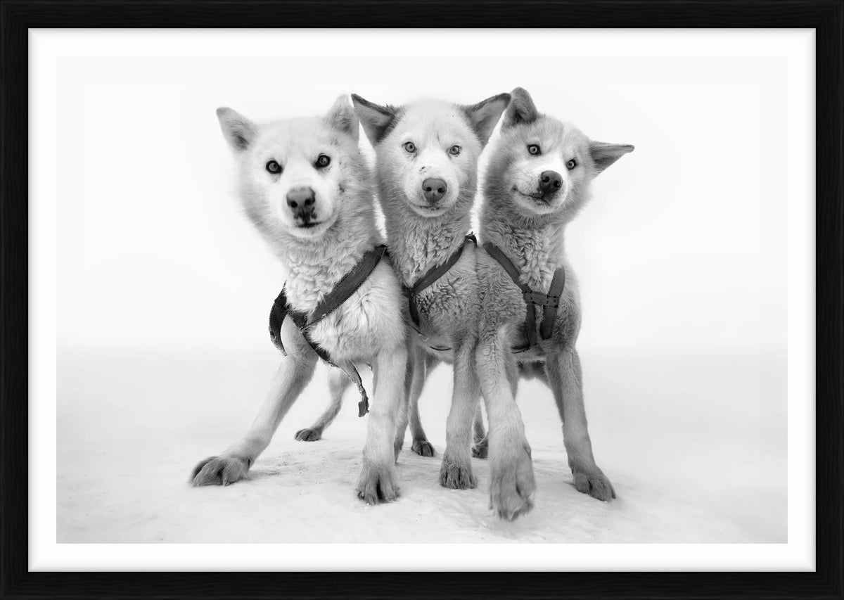  by Iconic Images – Limited Edition Print.