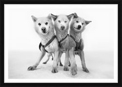Cerberus - Qaanaaq, Greenland, 2015 by Cristina Mittermeier – Limited Edition Print.