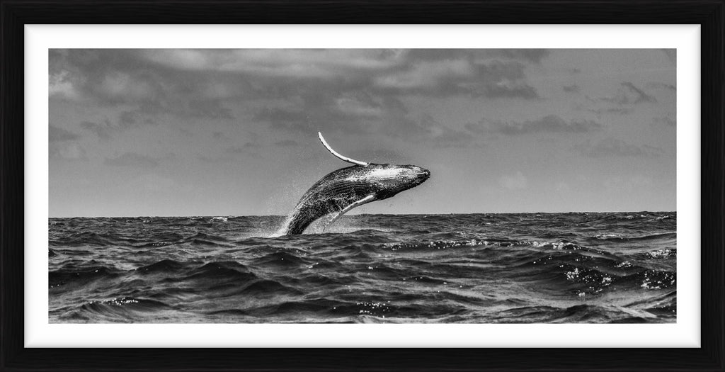Leap - Silver Bank, Dominica, 2017 by Cristina Mittermeier – Limited Edition Print.