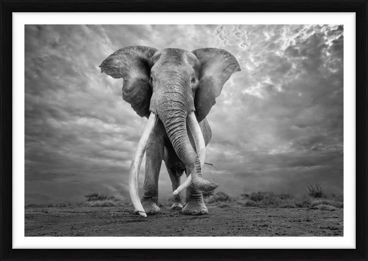  by Iconic Images – Limited Edition Print.