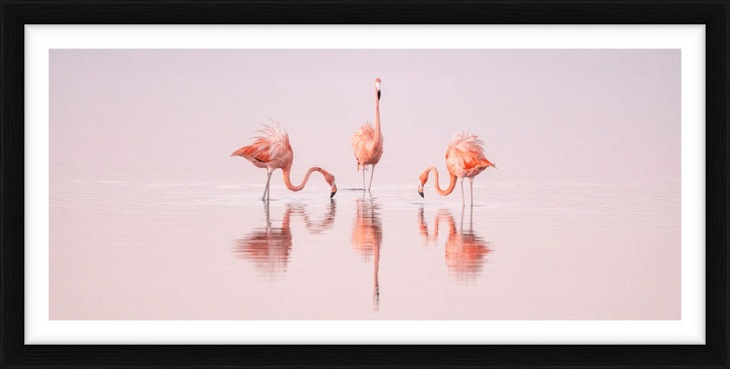 Pink Dancers - Yucatan, Mexico, 2021 by Cristina Mittermeier – Limited Edition Print.