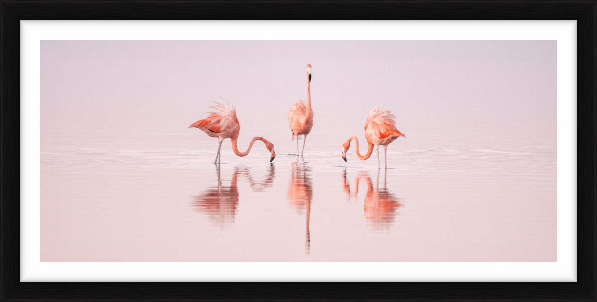  by Iconic Images – Limited Edition Print.