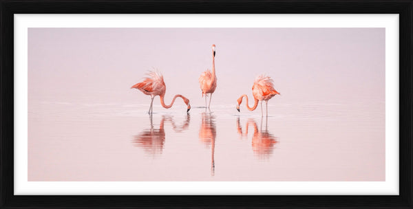 Pink Dancers - Yucatan, Mexico, 2021 — Limited Edition Print, framed - Cristina Mittermeier