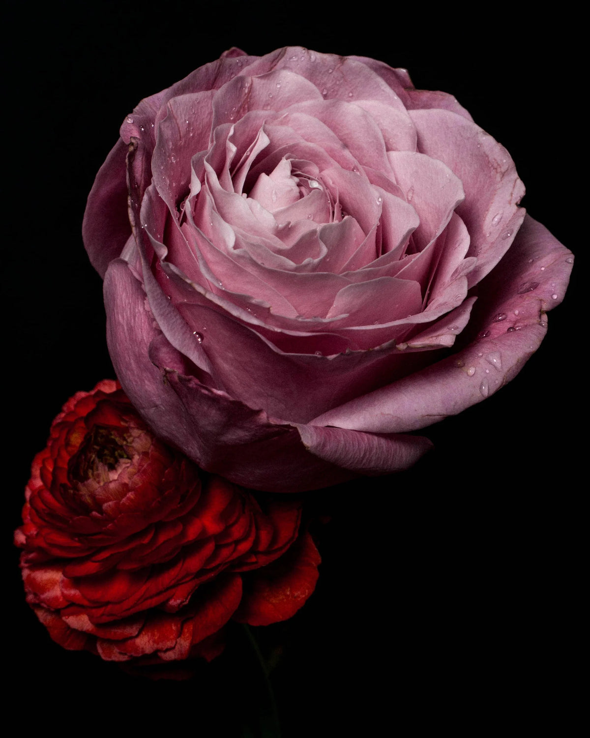  by Iconic Images – Limited Edition Print.