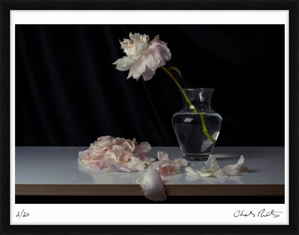 Peonies I by Charles Moriarty – Limited Edition Print.