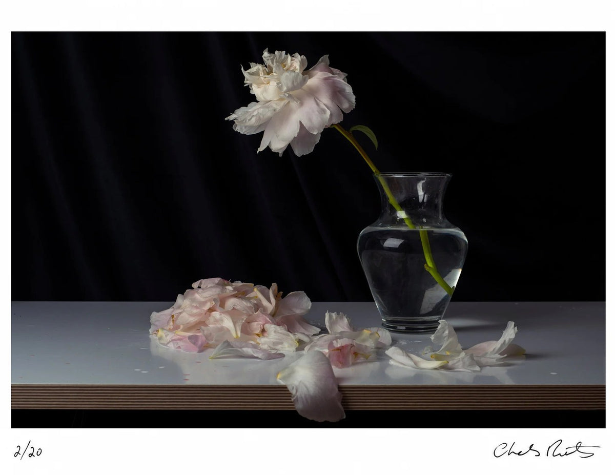 Peonies I by Charles Moriarty – Limited Edition Print.