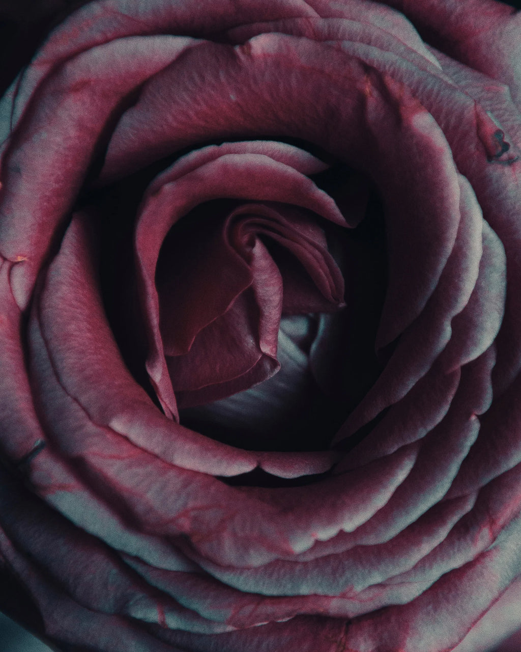 Rosebud by Charles Moriarty – Limited Edition Print.