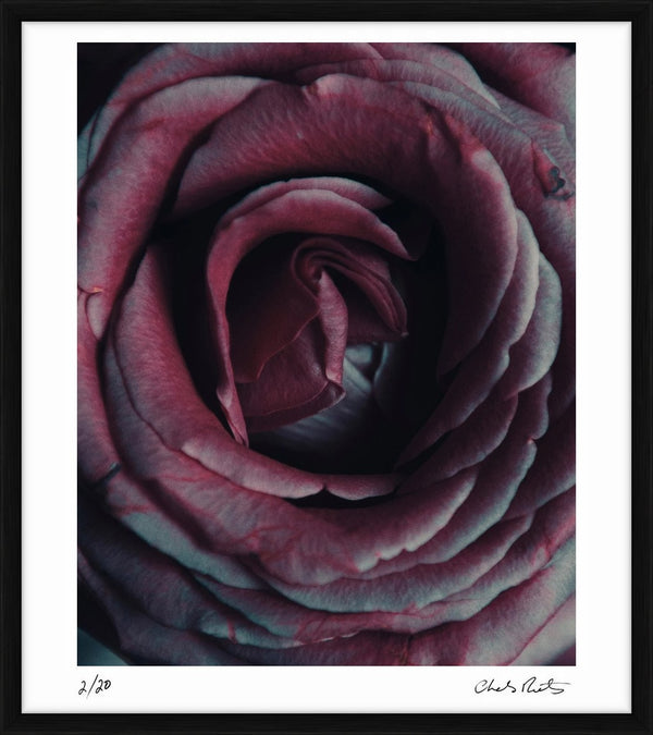 Rosebud — Limited Edition Print, framed - Charles Moriarty