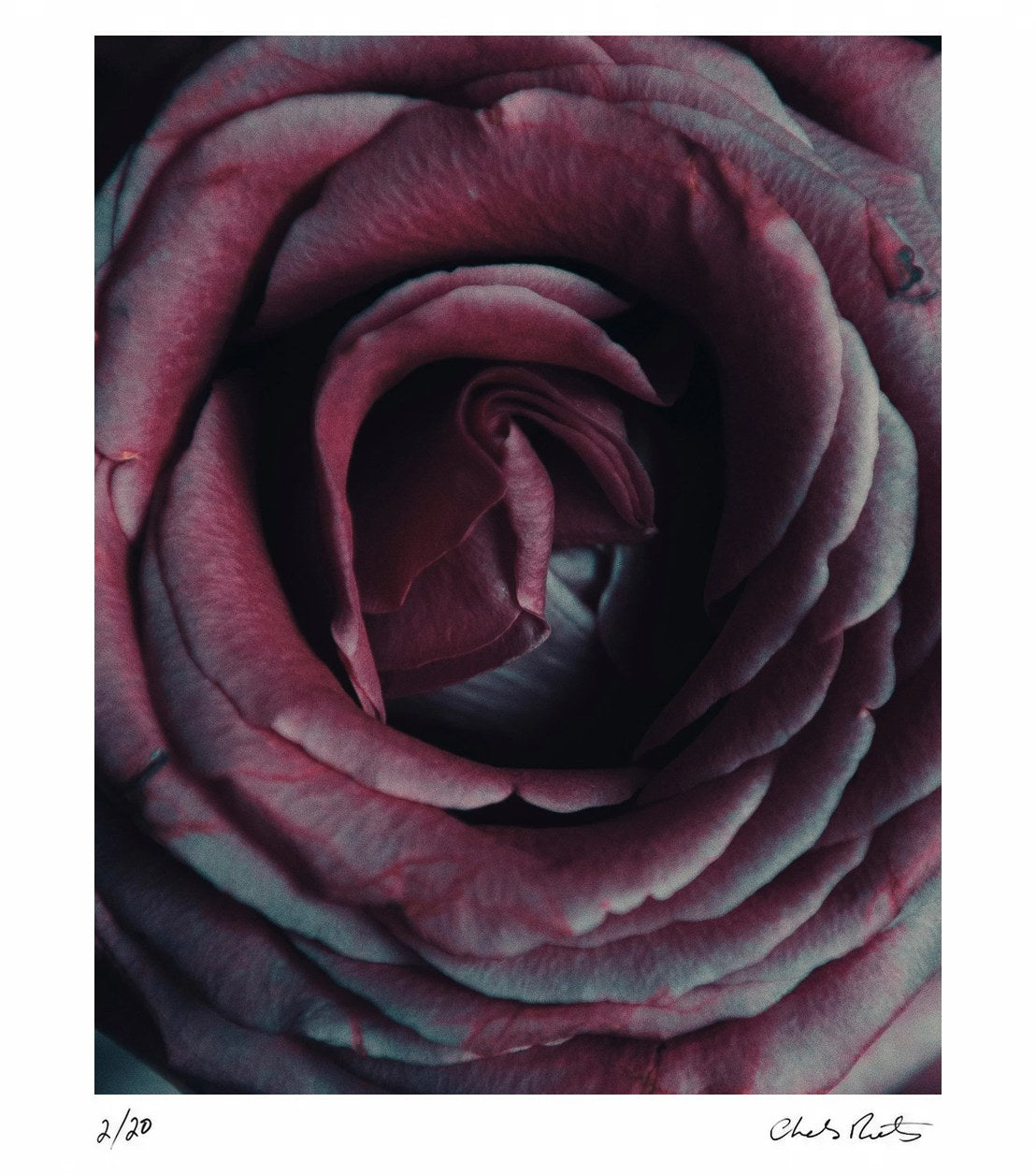 Rosebud by Charles Moriarty – Limited Edition Print.
