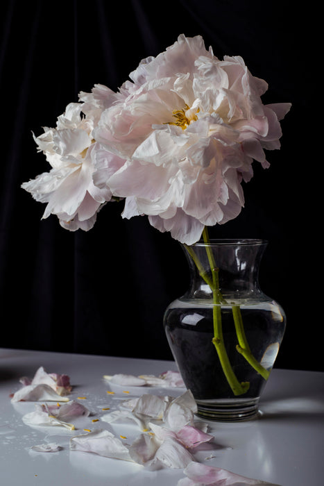 Peonies II