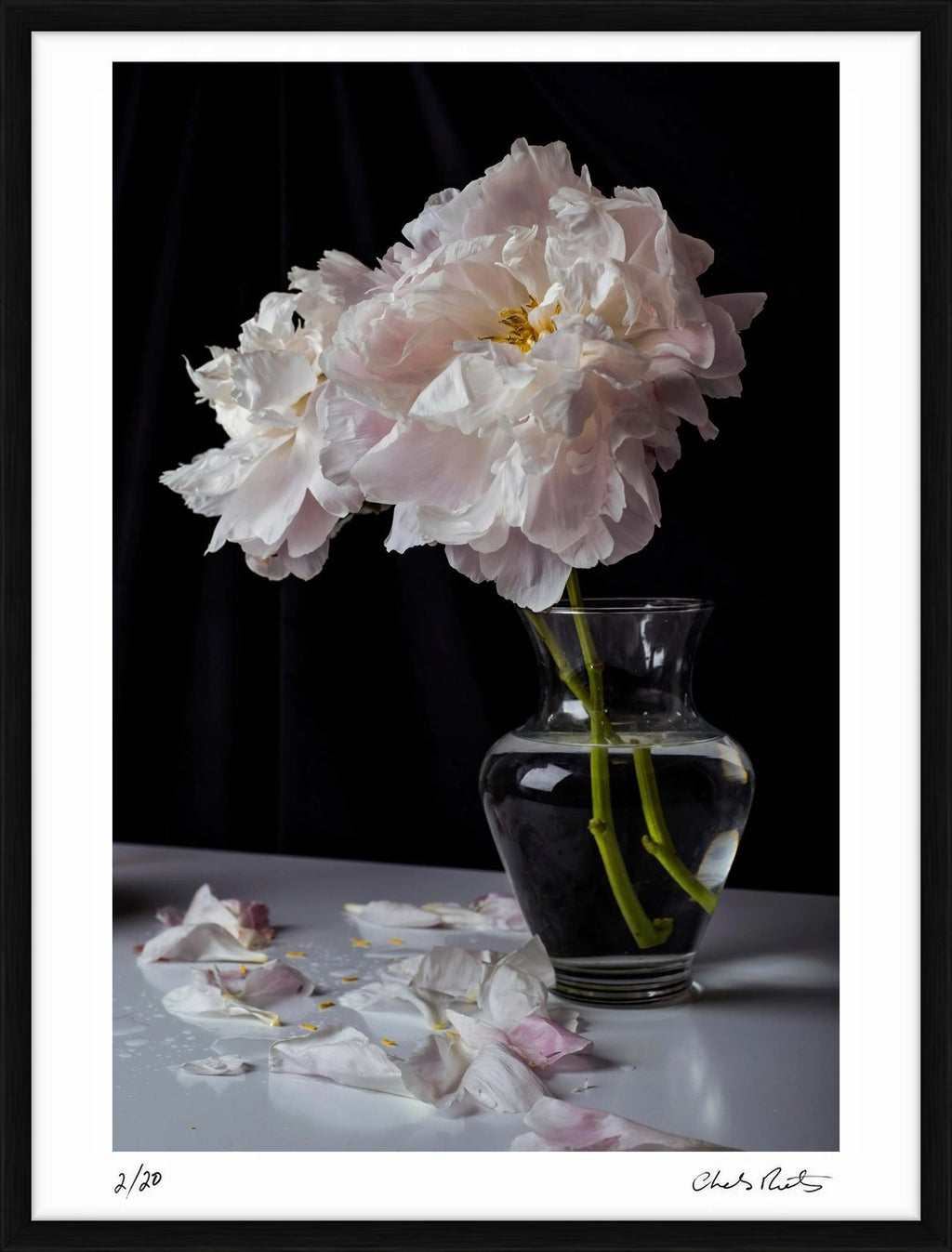 Peonies II by Charles Moriarty – Limited Edition Print.