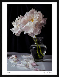 Peonies II by Charles Moriarty – Limited Edition Print.
