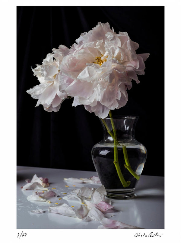 Peonies II — Signed Limited Edition Print - Charles Moriarty
