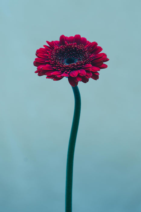 Petunia, 2025 – Signed Print