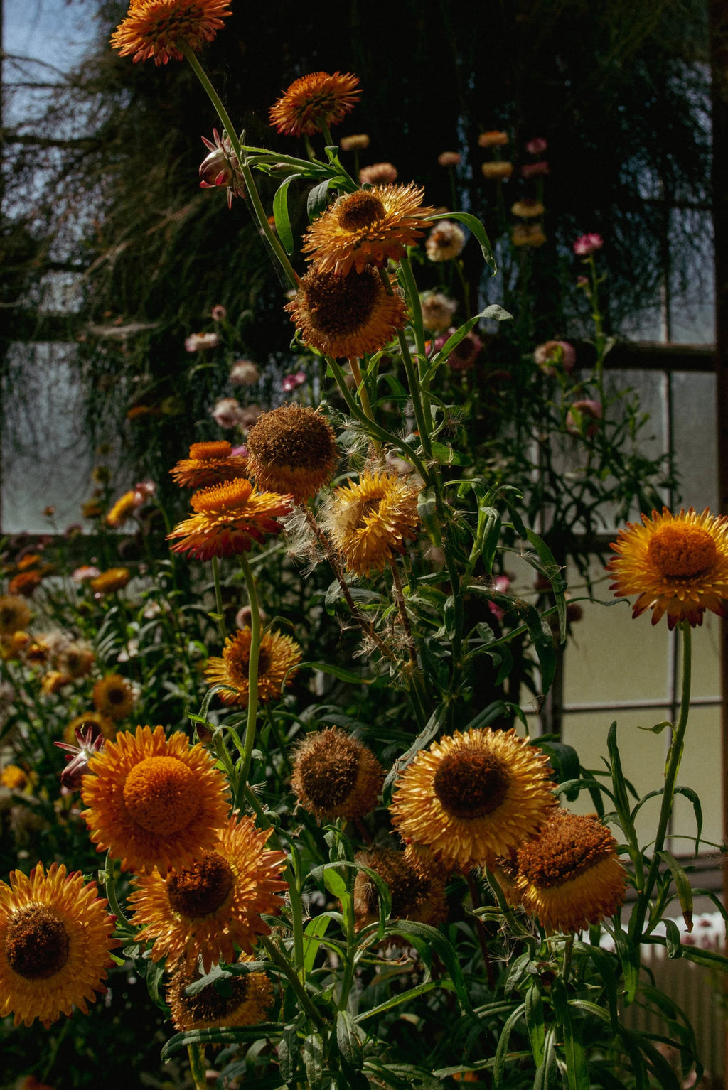 Blooming at Kew by Charles Moriarty – Limited Edition Print.