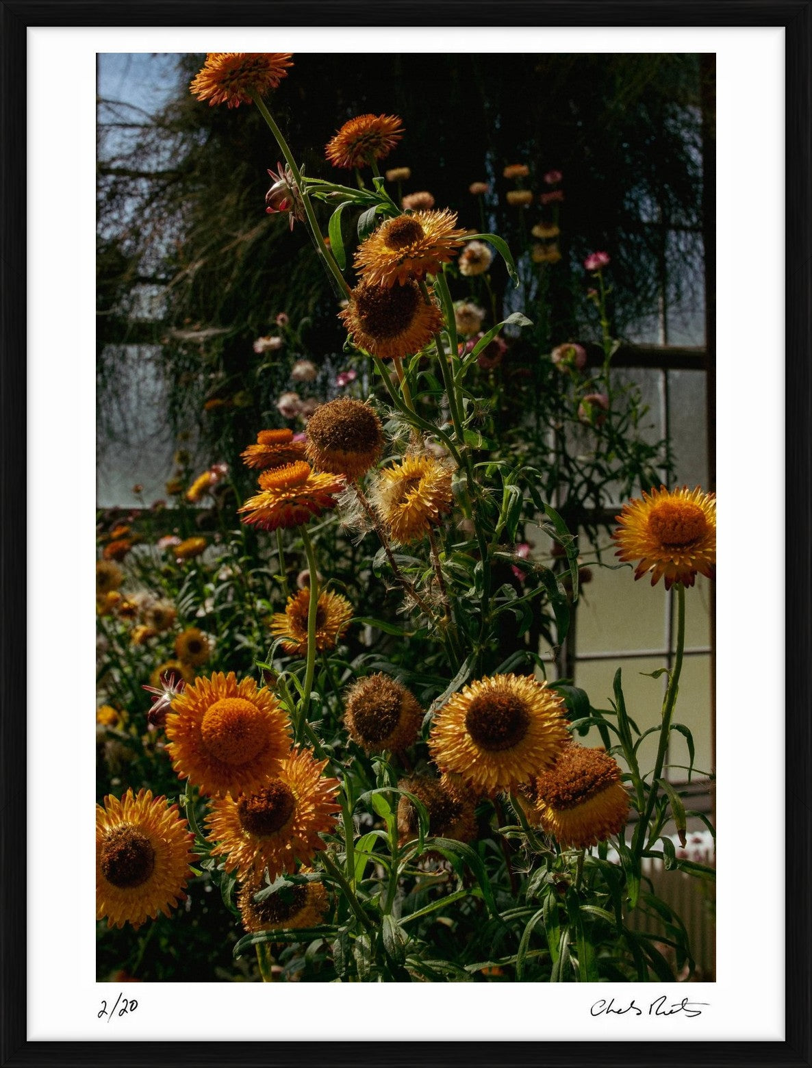  by Iconic Images – Limited Edition Print.