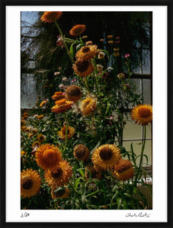Blooming at Kew by Charles Moriarty – Limited Edition Print.