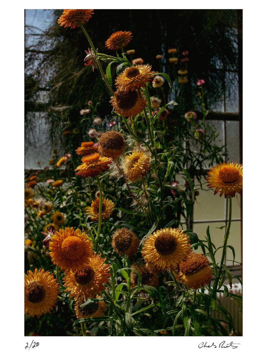 Blooming at Kew by Charles Moriarty – Limited Edition Print.