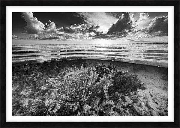 Sea Garden - Cuba, 2018 — Limited Edition Print, framed - Cristina Mittermeier