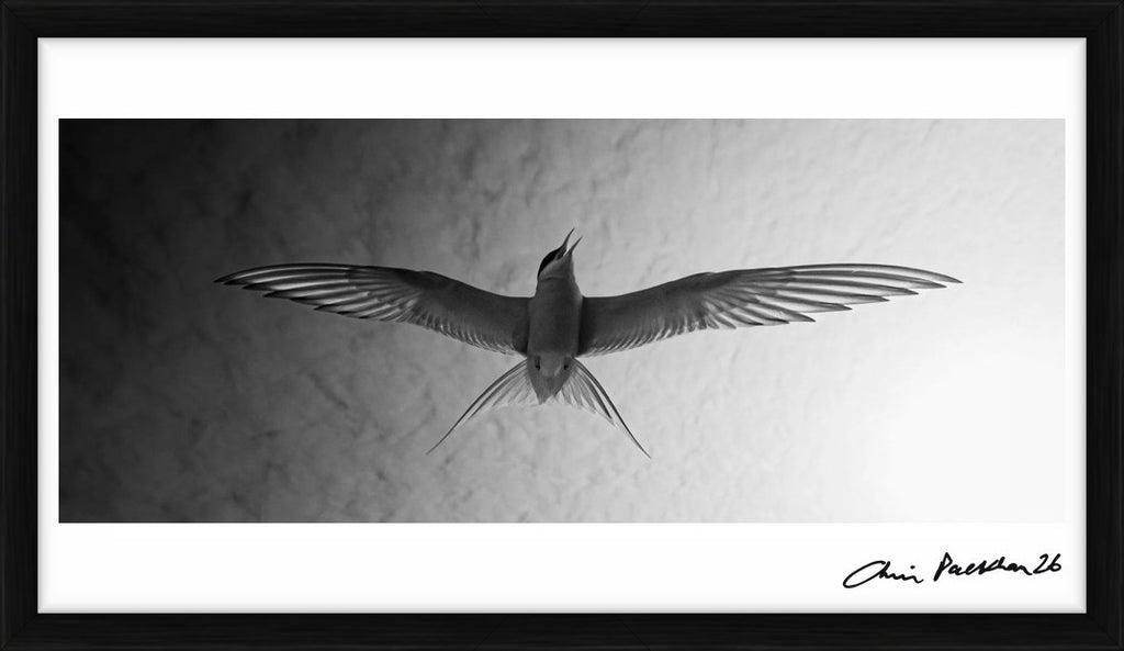Audrey Hepburn – Limited Edition Print by Chris Packham – Limited Edition Print.