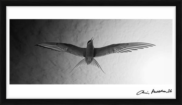 Audrey Hepburn — Limited Edition Print, framed - Chris Packham
