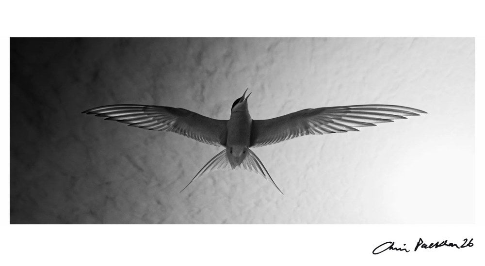 Audrey Hepburn – Limited Edition Print by Chris Packham – Limited Edition Print.