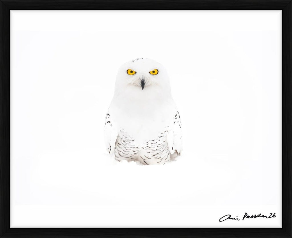Bette Davis – Limited Edition Print by Chris Packham – Limited Edition Print.
