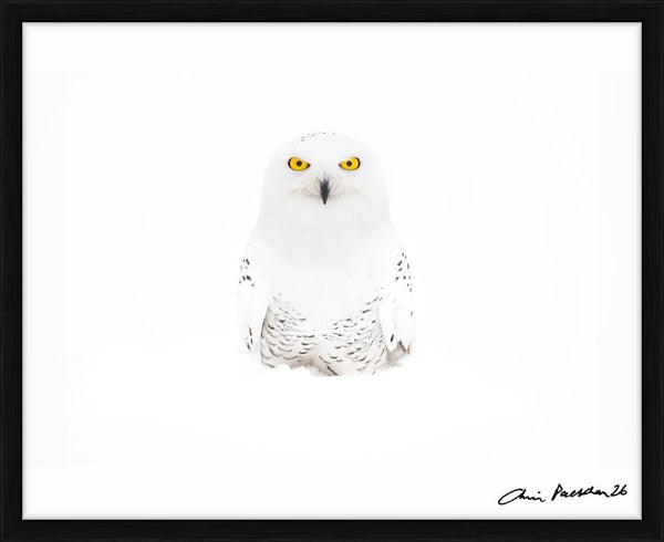 Bette Davis — Limited Edition Print, framed - Chris Packham